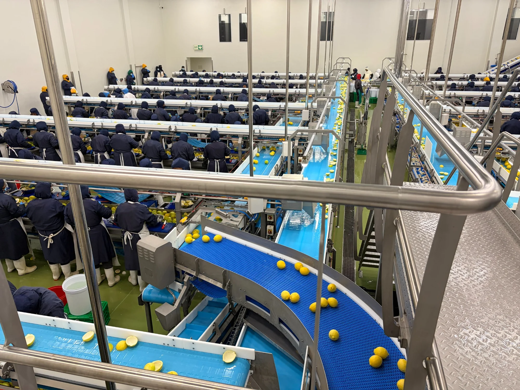 Large industrial conveyor and processing line